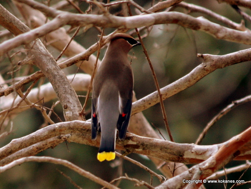 Cedar Waxwing